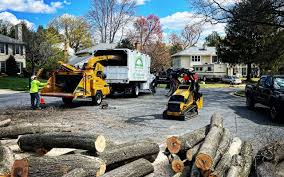 Reliable Angustura, NM Tree Removal and Landscaping Services Solutions